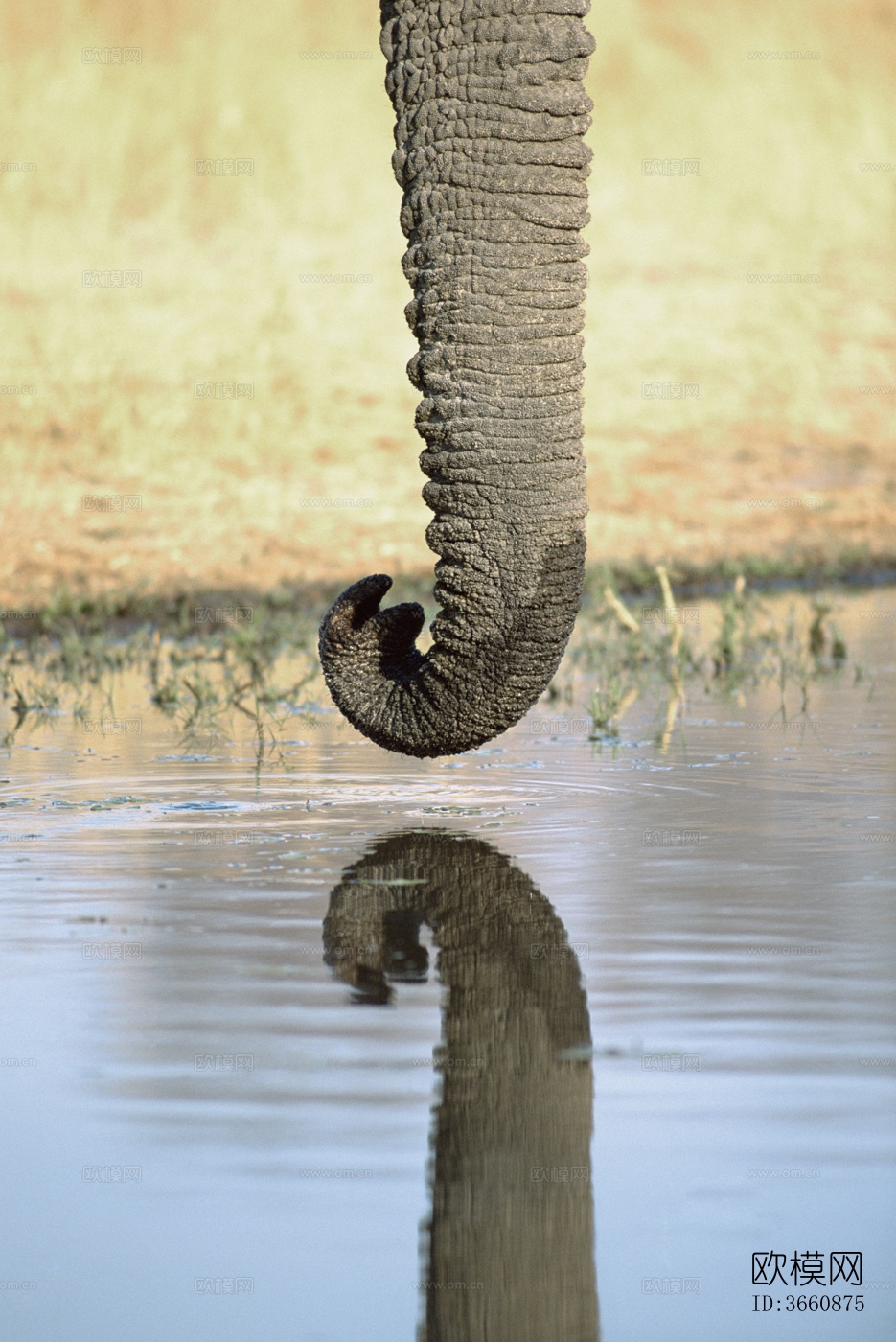 大象 野生动物 动物下载