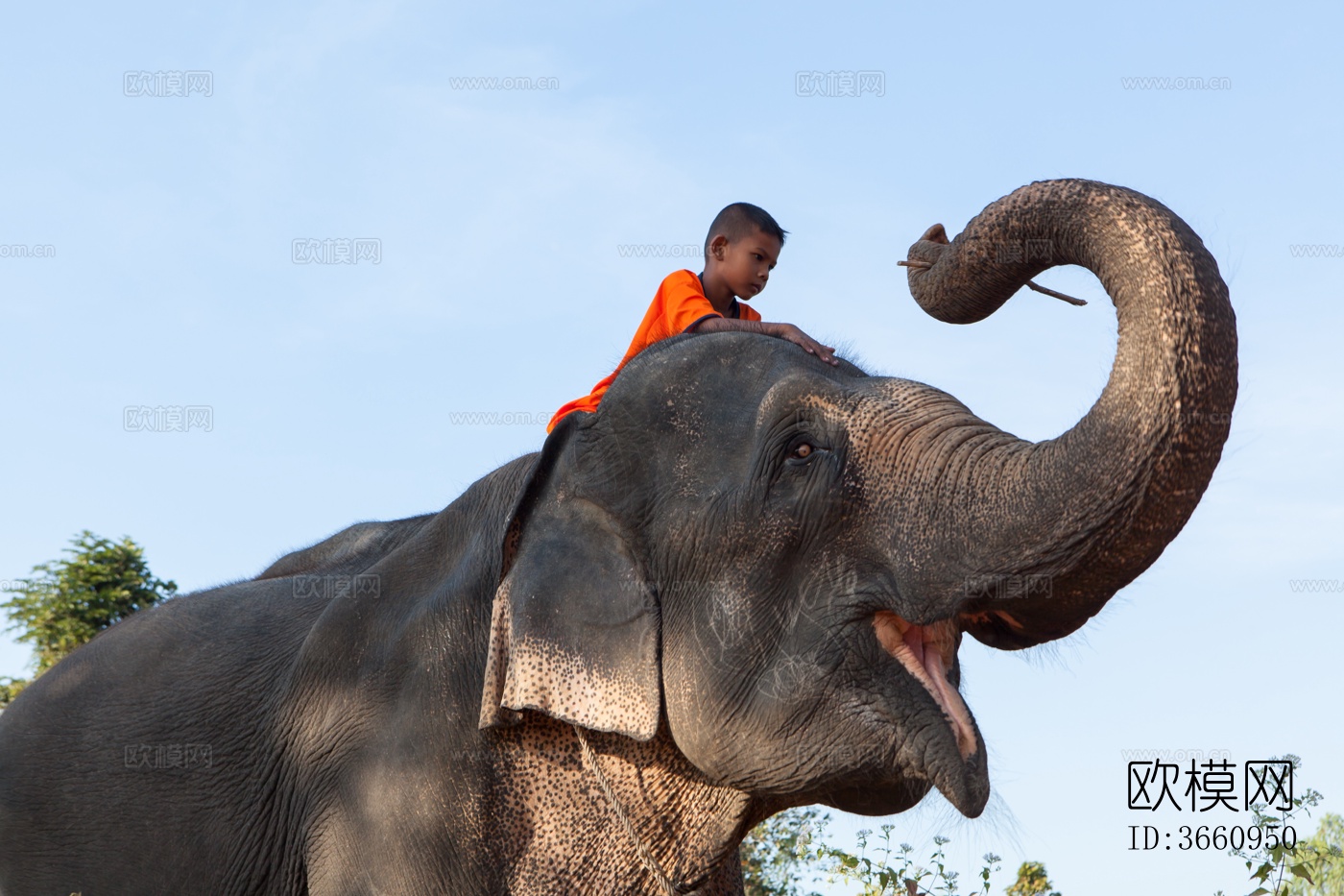 大象 野生动物 动物下载
