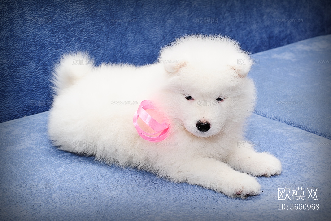 小狗 宠物 小动物下载