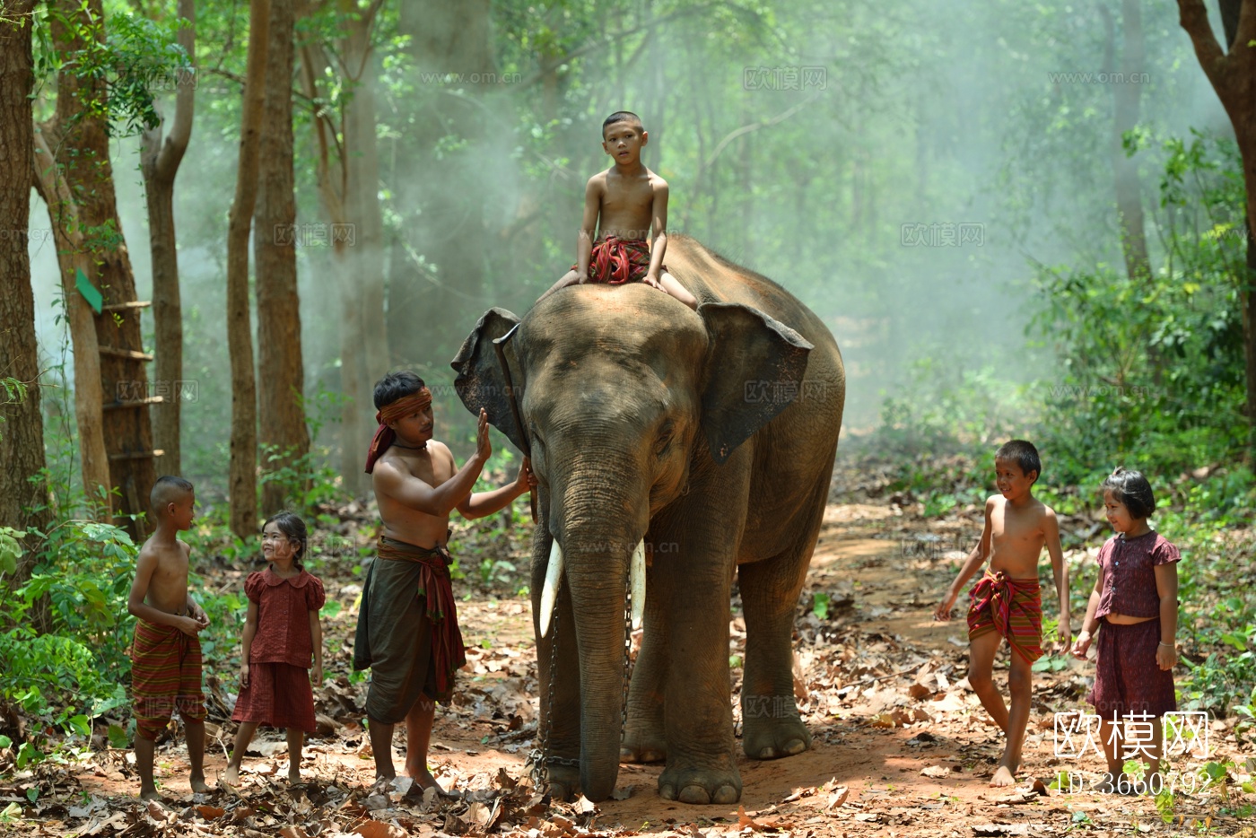 大象 野生动物 动物下载