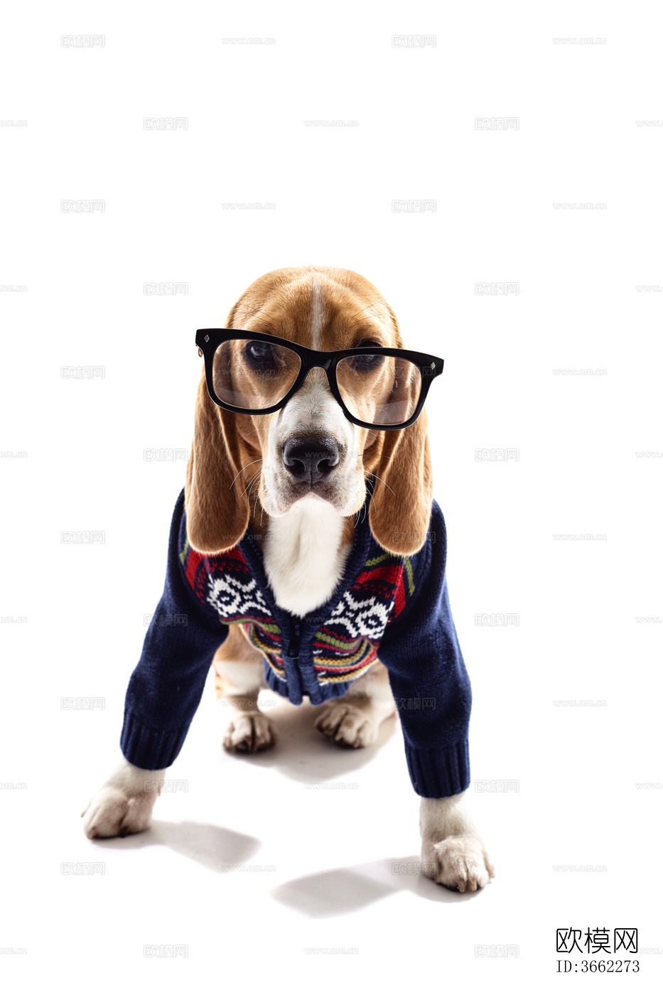 小狗 宠物 小动物下载