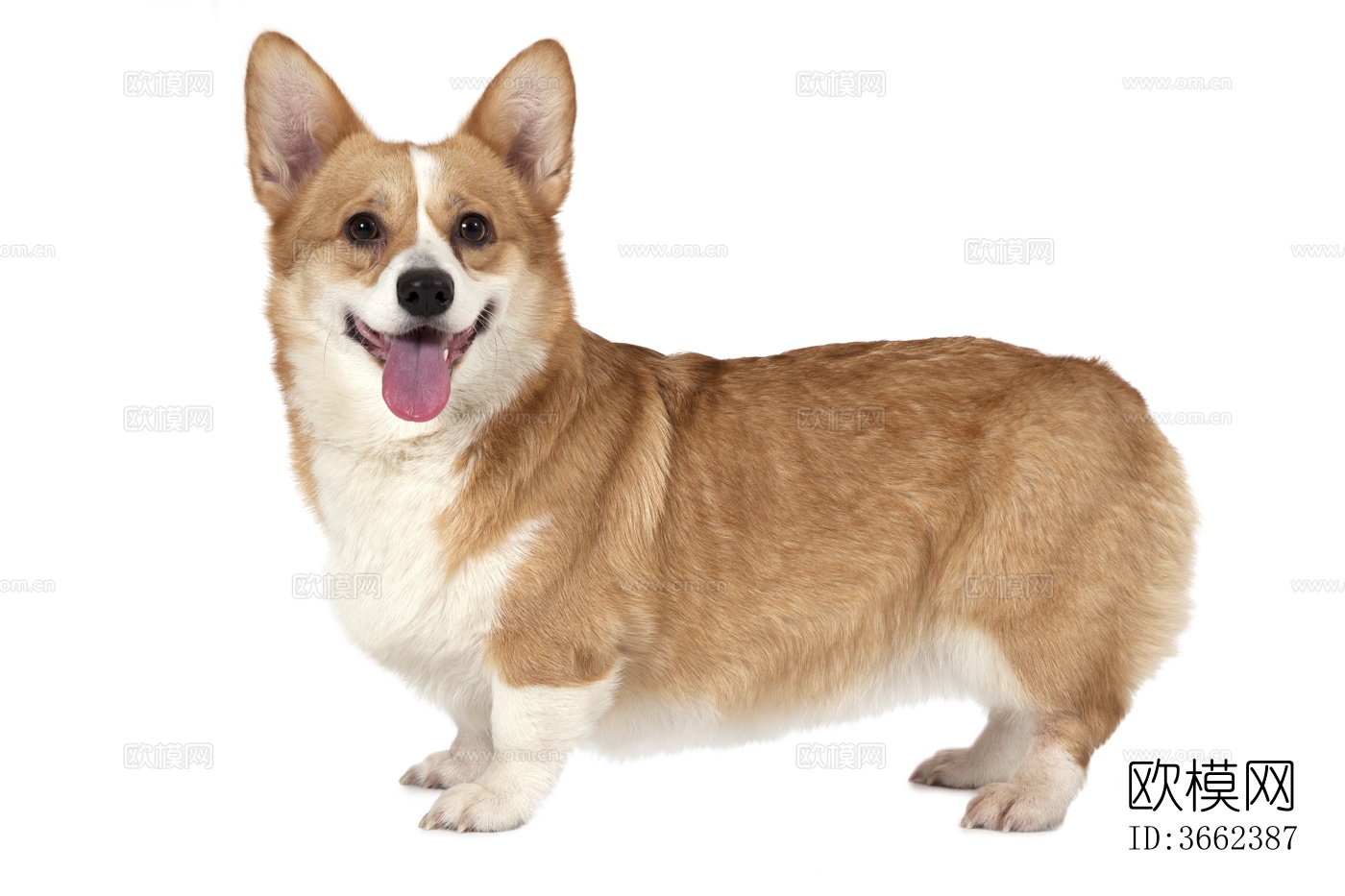 小狗 宠物 小动物下载