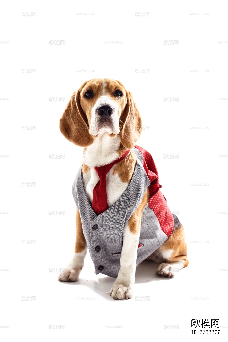 小狗 宠物 小动物下载