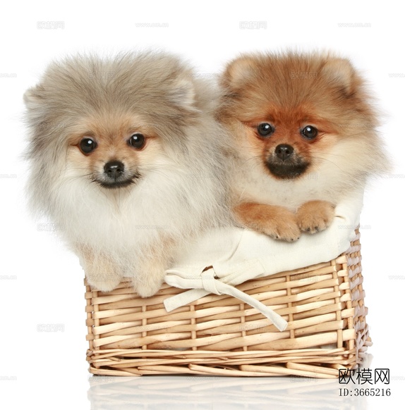 小狗 宠物 小动物下载