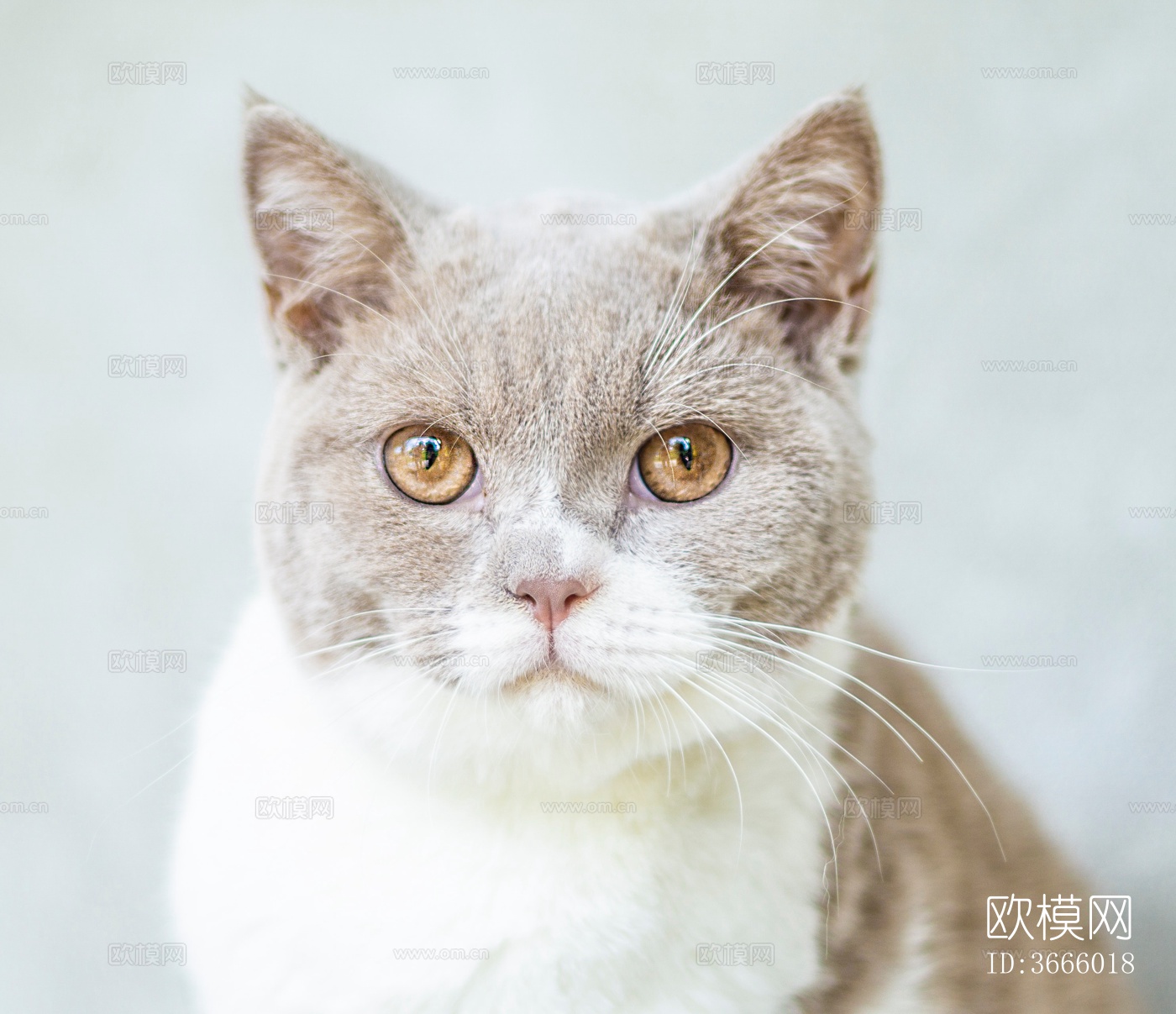 猫 宠物 小动物下载