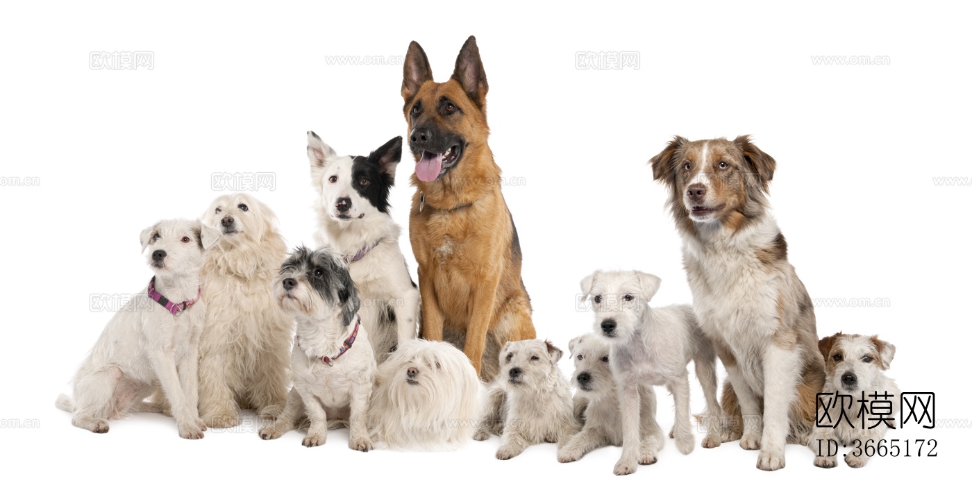 小狗 宠物 小动物下载