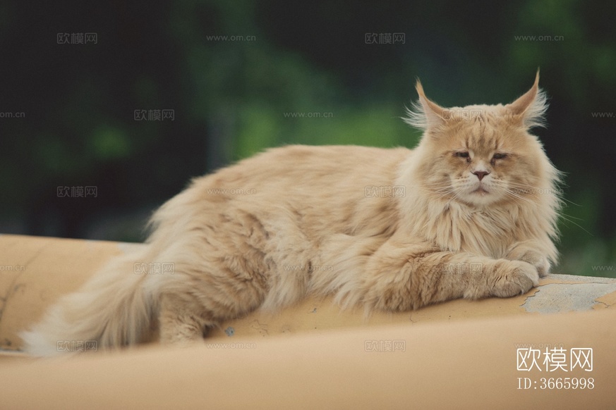 猫 宠物 小动物下载