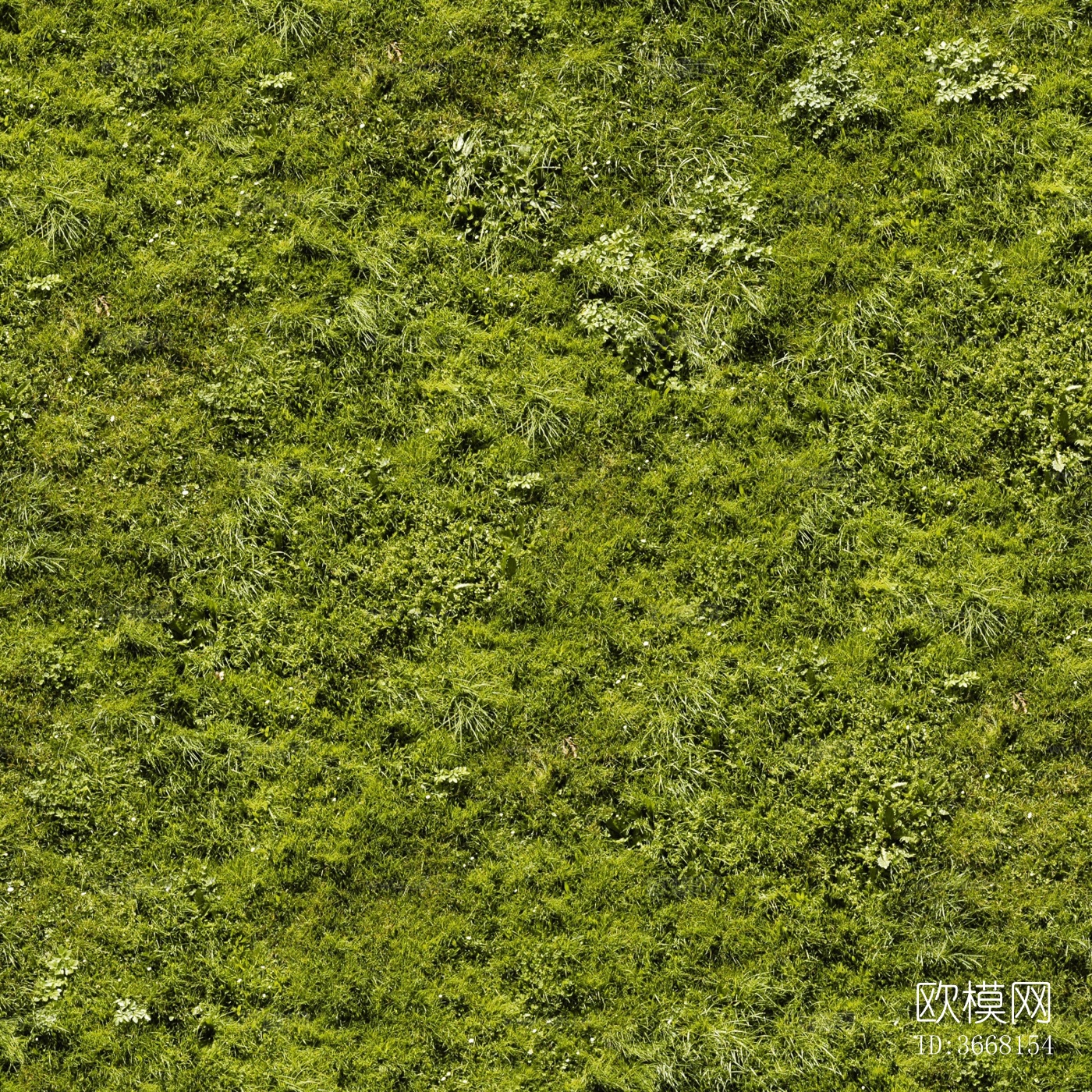 真实室外场景草坪草地黄绿色自然草皮草坪下载