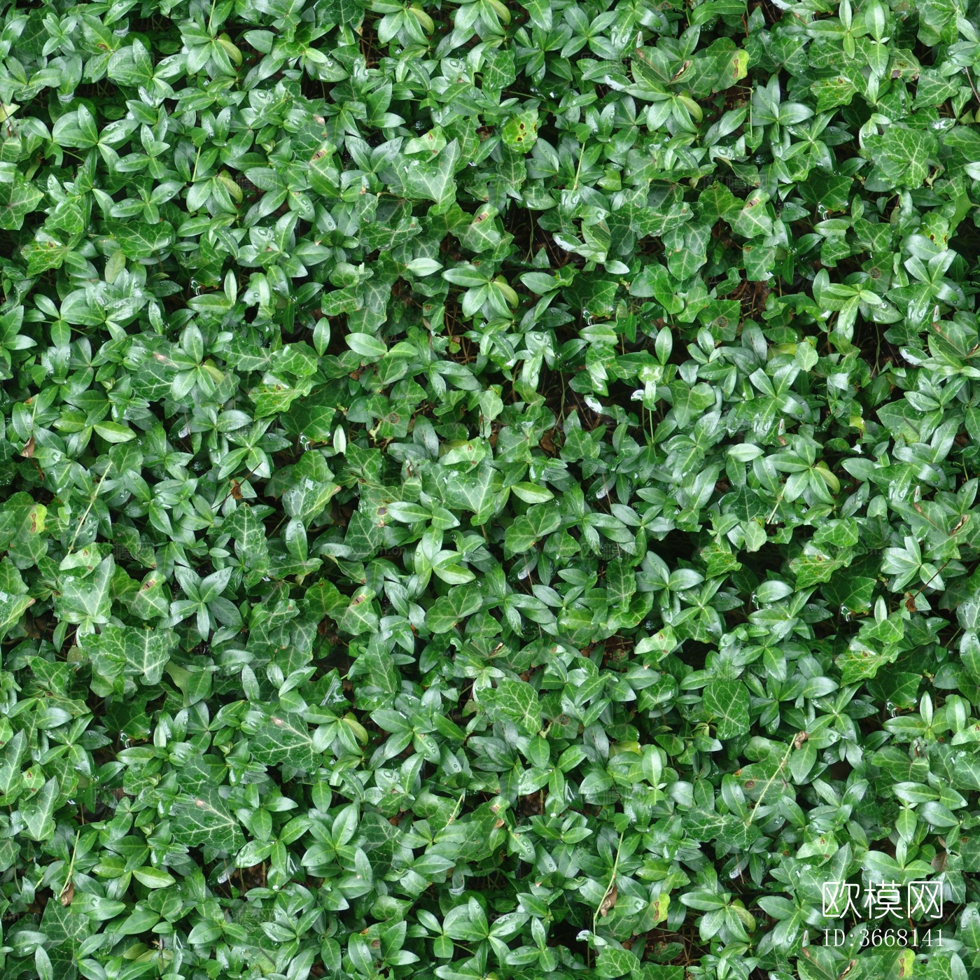 真实绿植墙草地草坪植物草丛灌木草皮地面下载