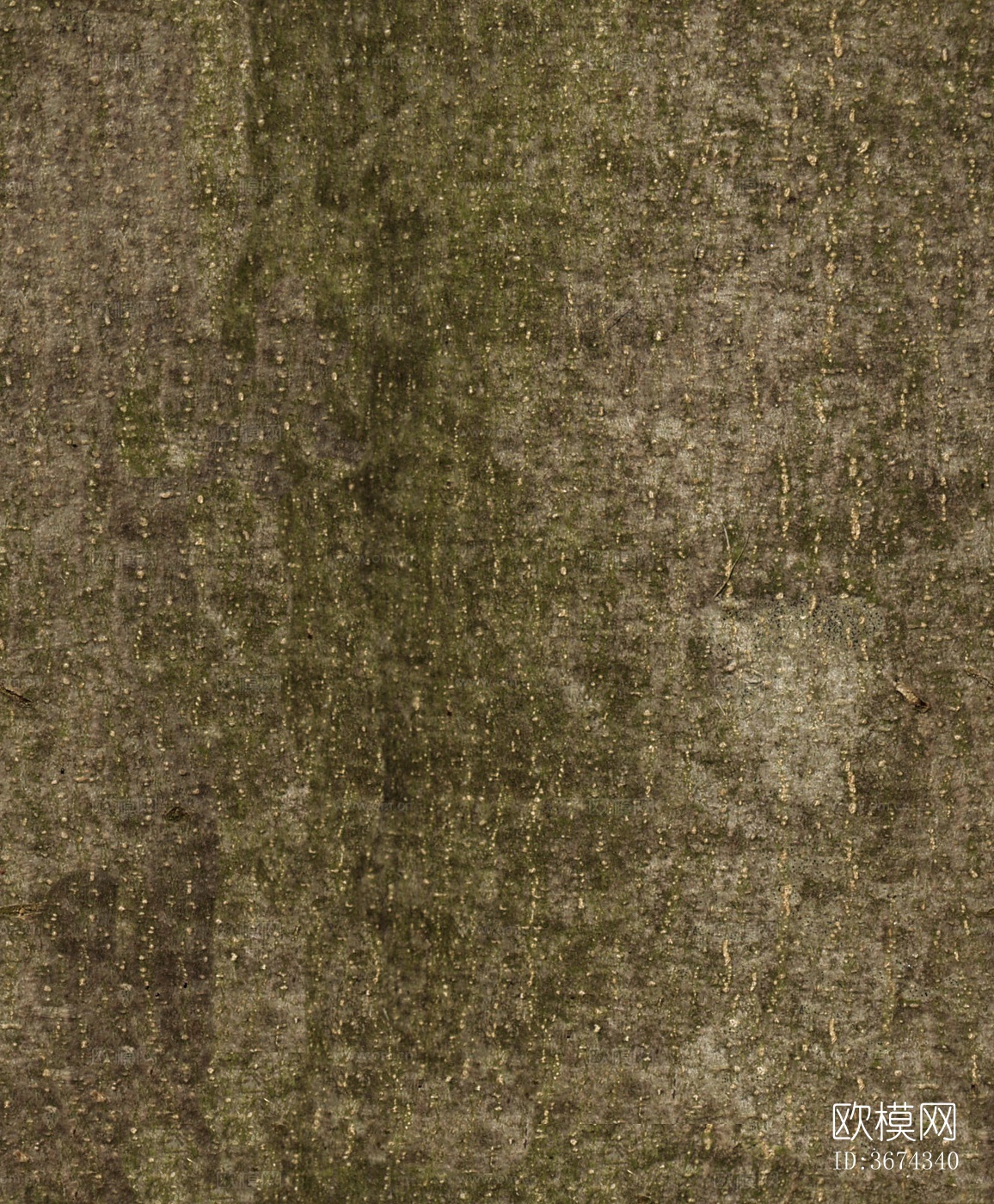 光滑老树皮下载