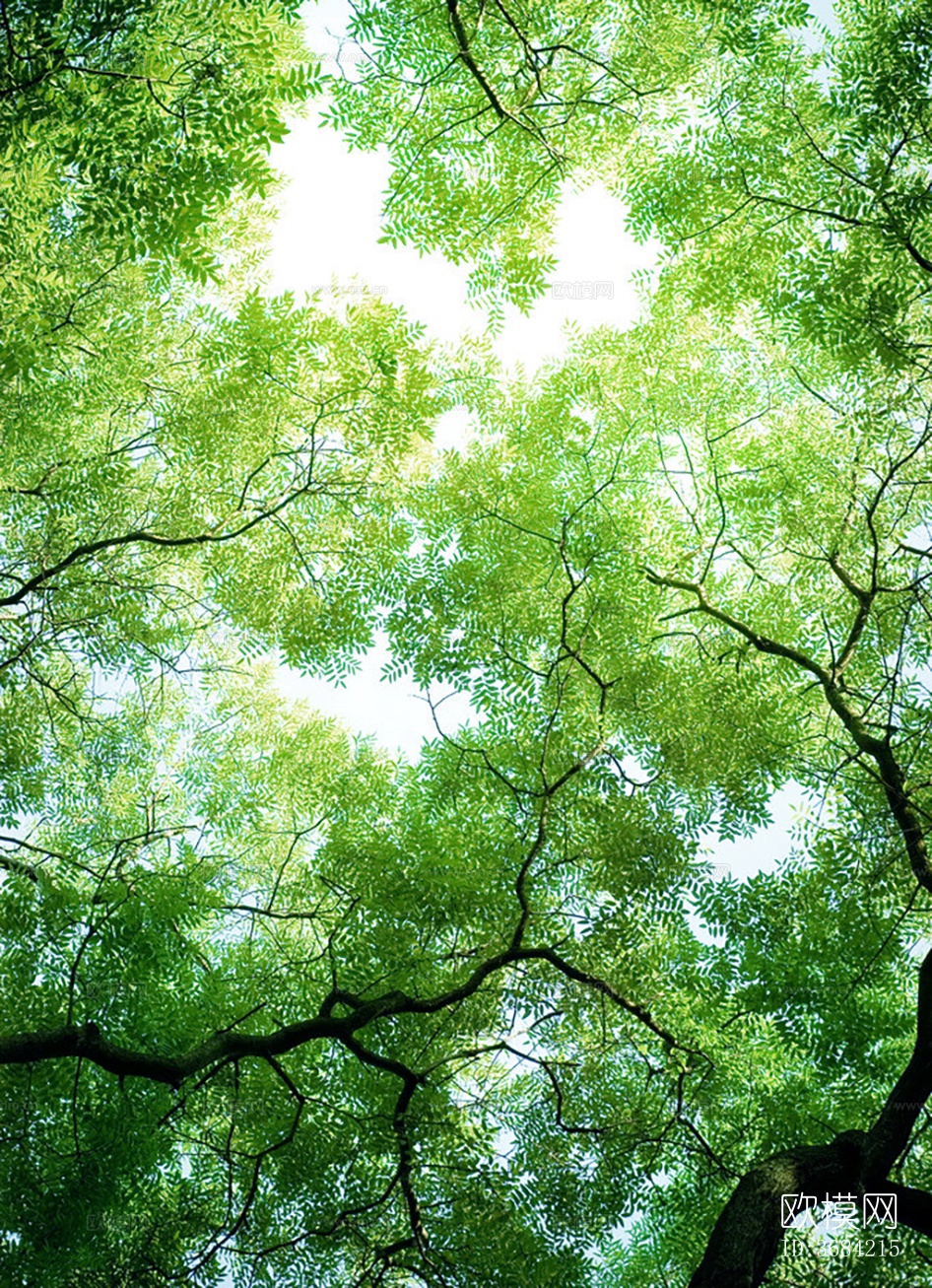 现代透光树林天空外景下载