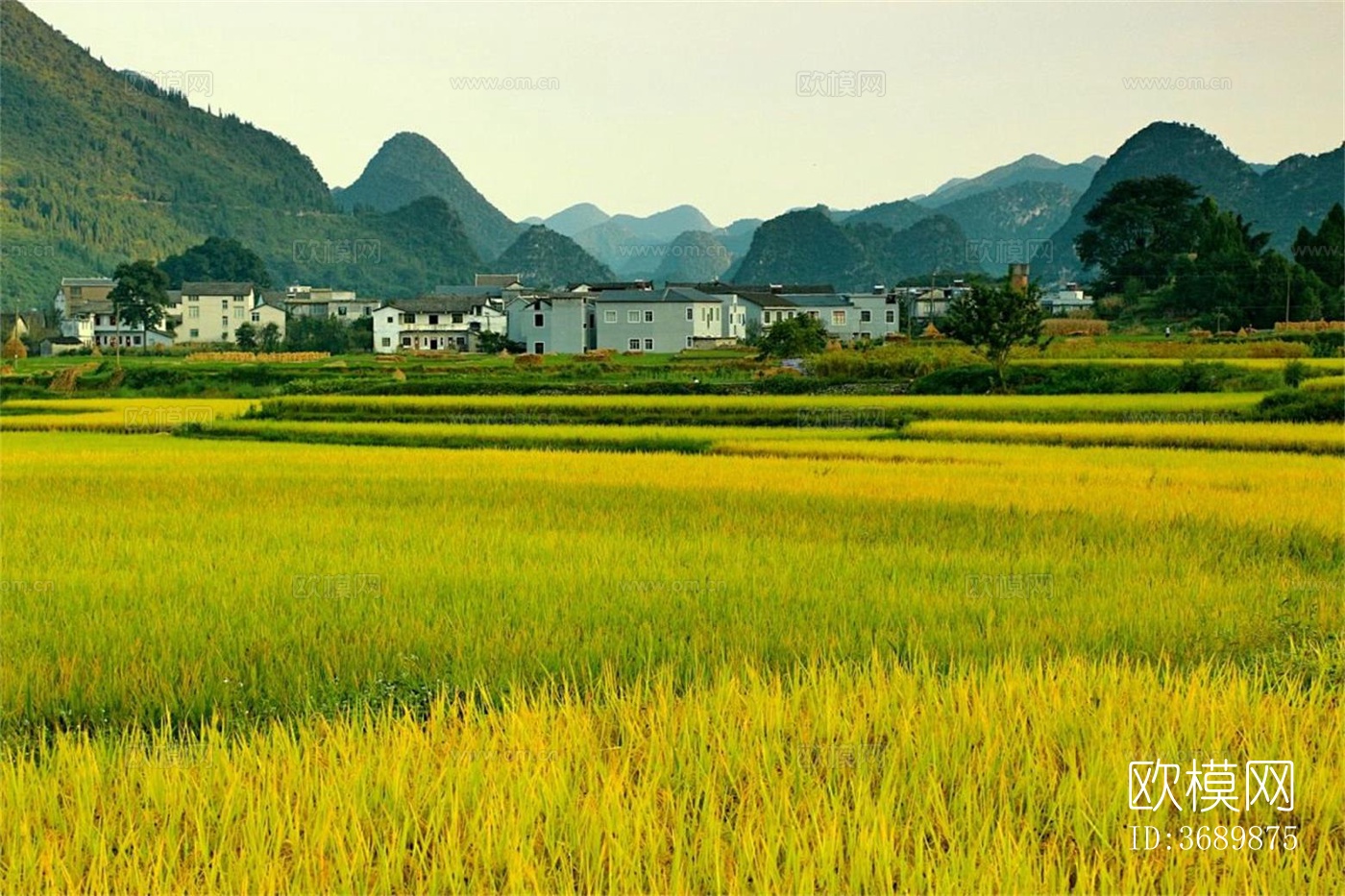 农田稻田风景外景贴图