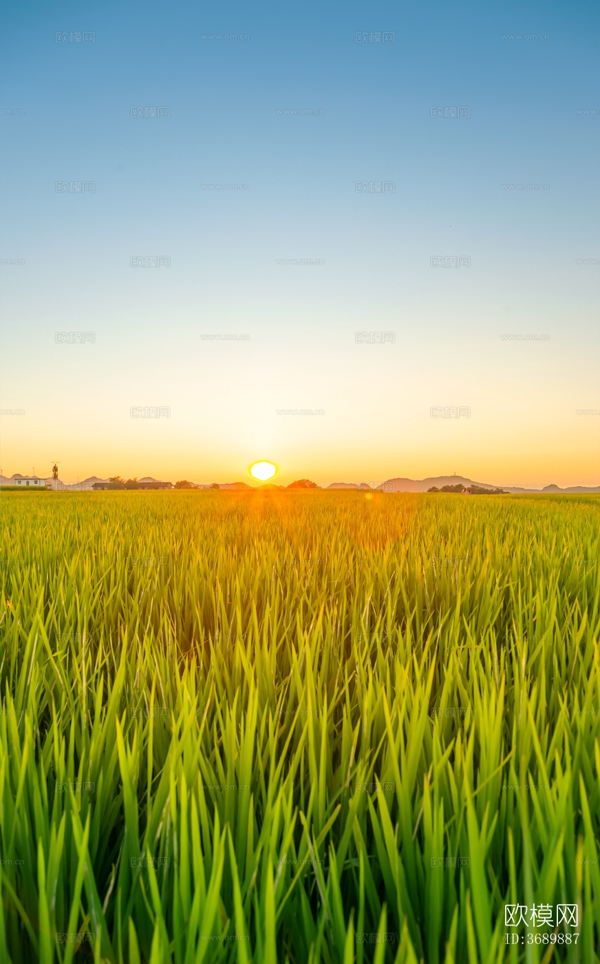 乡村稻田夕阳风景外景图贴图下载