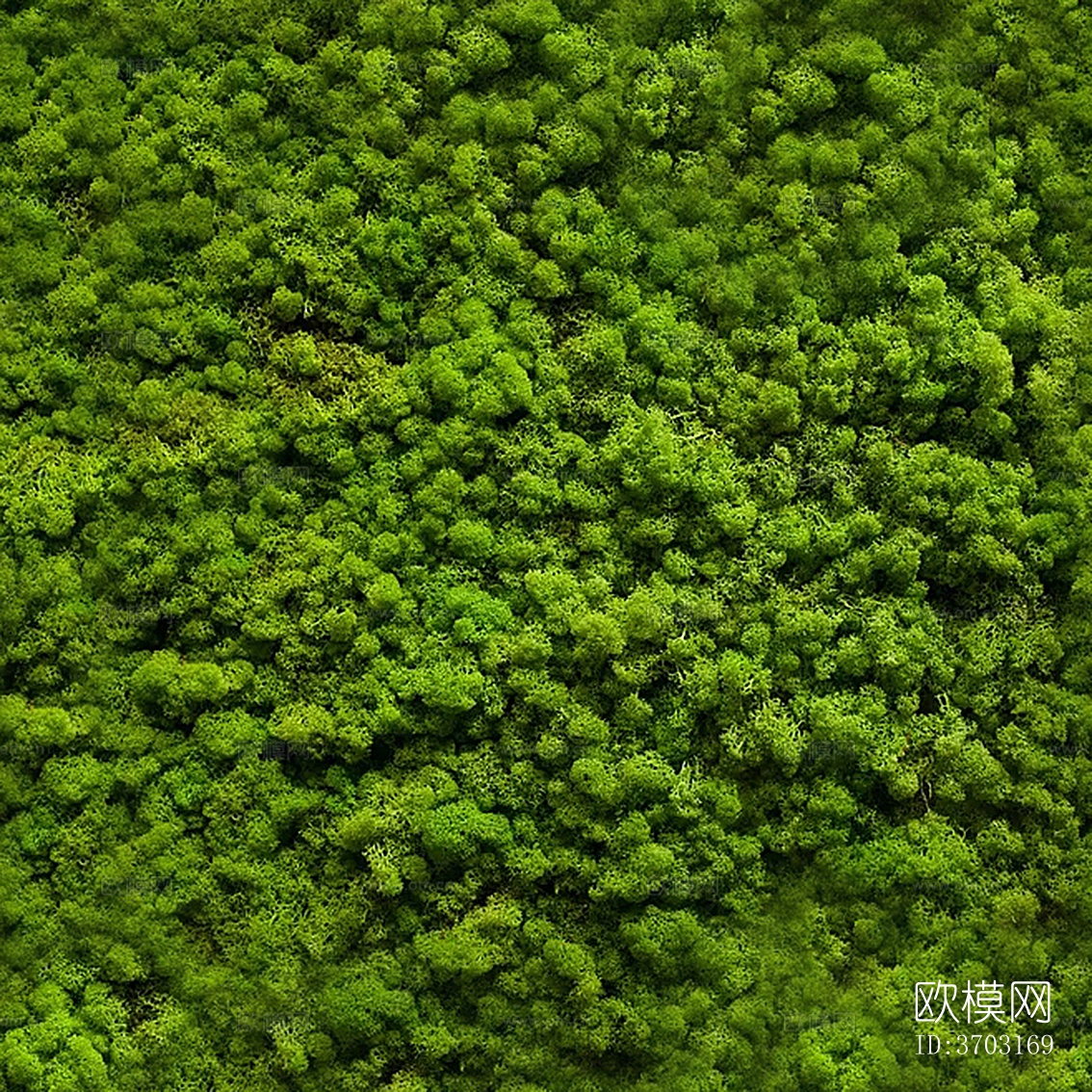 高清_植物_绿植墙_苔藓贴图下载