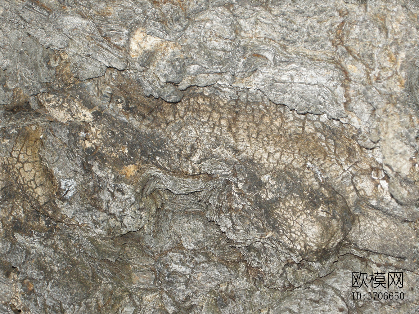 无缝开裂干枯树皮树干纹理下载