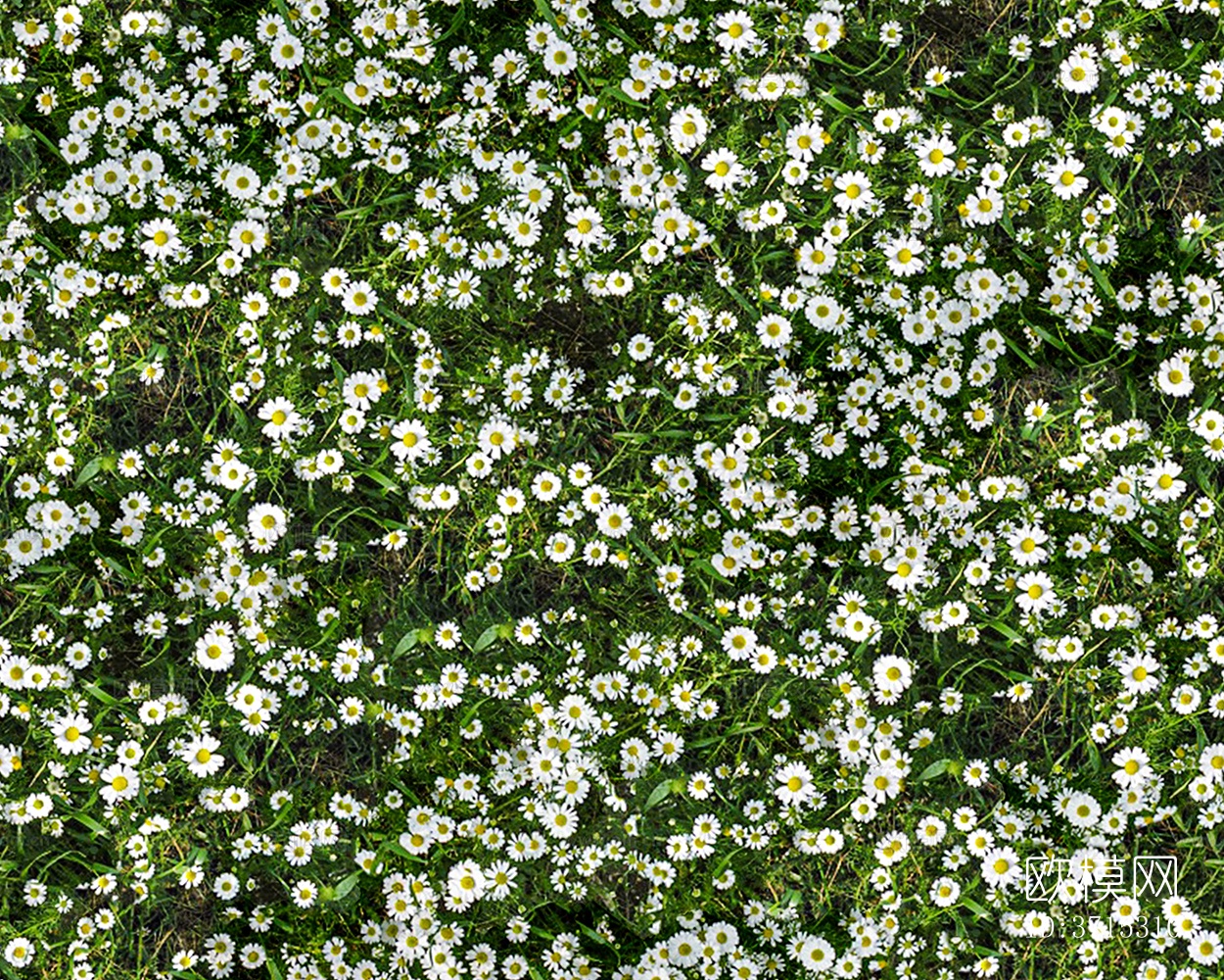 无缝景观花园田野小雏菊鲜花绿植草坪草地草皮地面下载