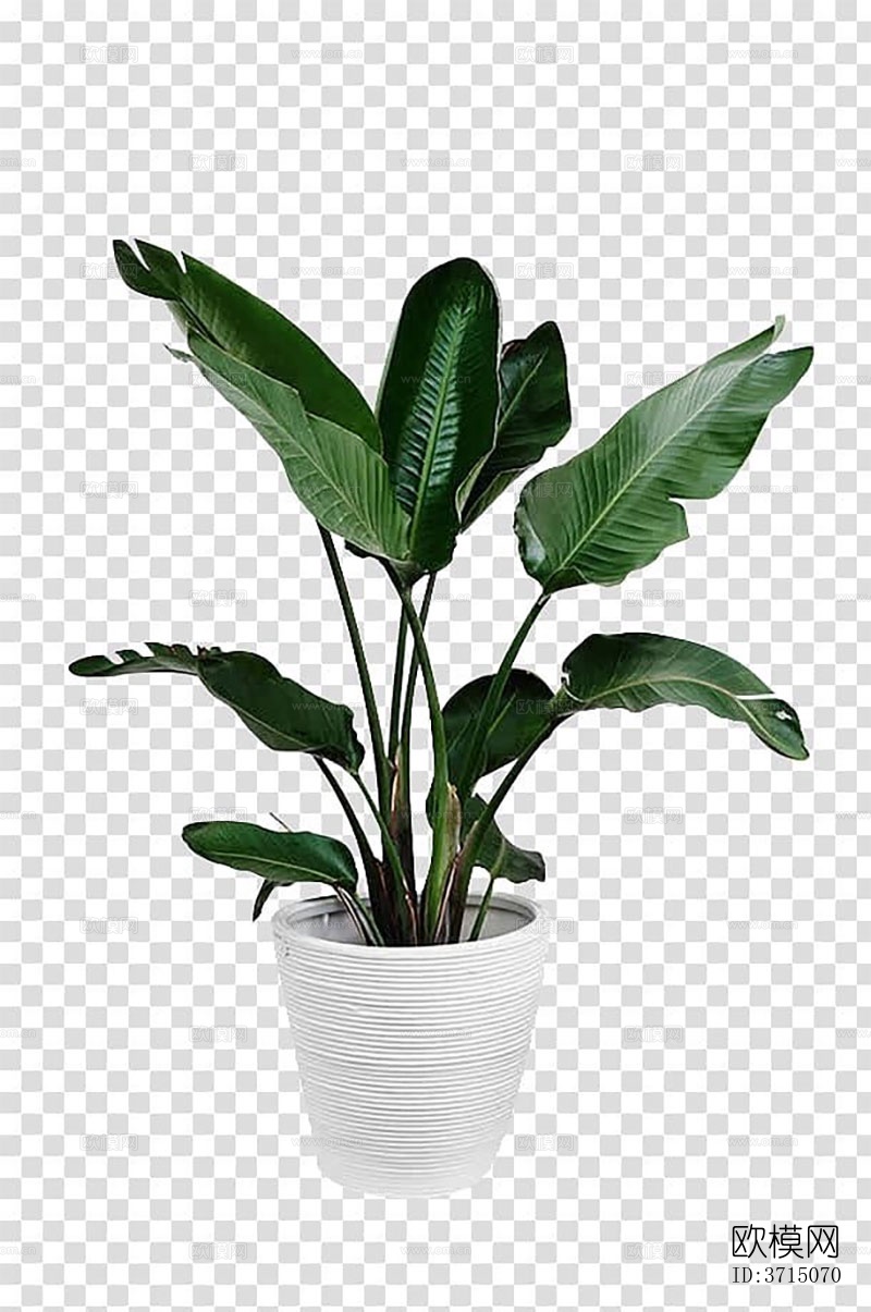 盆景免抠植物