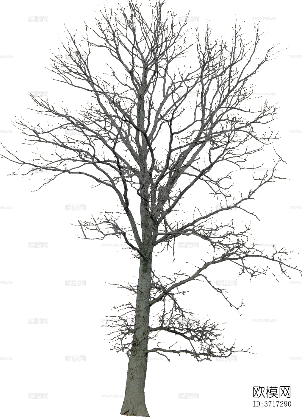 免抠冬季干枯的景观树行道树乔木植物下载