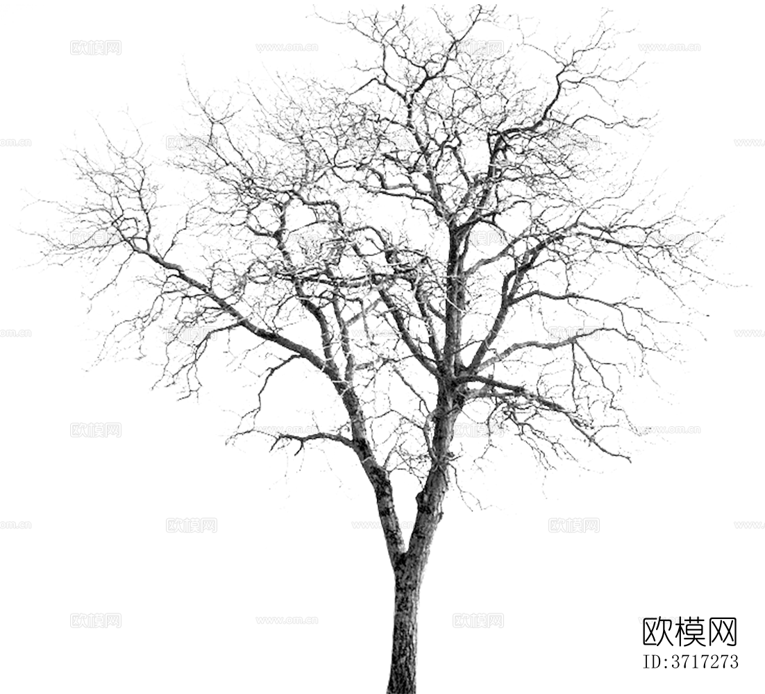 免抠冬季干枯的景观树行道树乔木植物下载