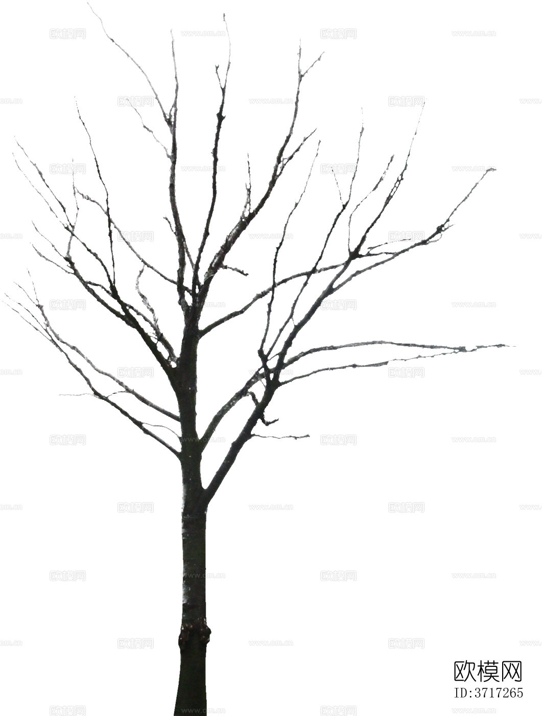 免抠冬季干枯的景观树行道树乔木植物下载