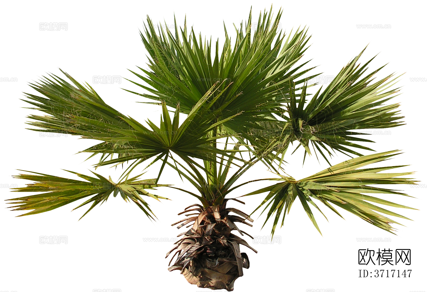 免抠棕榈树芭蕉树椰子树热带植物下载