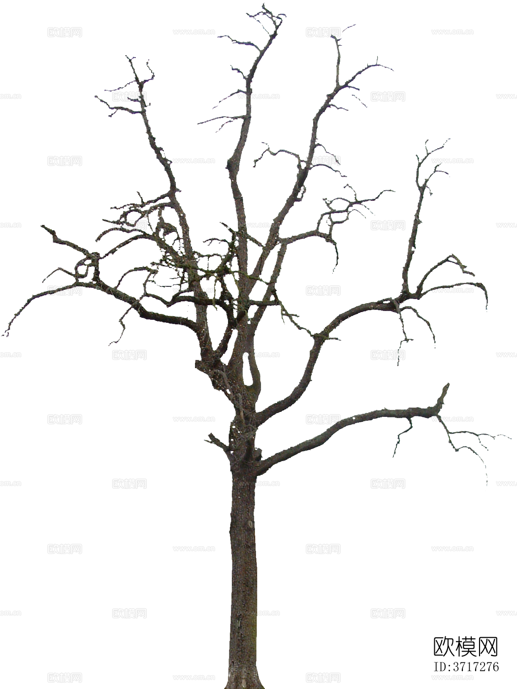 免抠冬季干枯的景观树行道树乔木植物下载