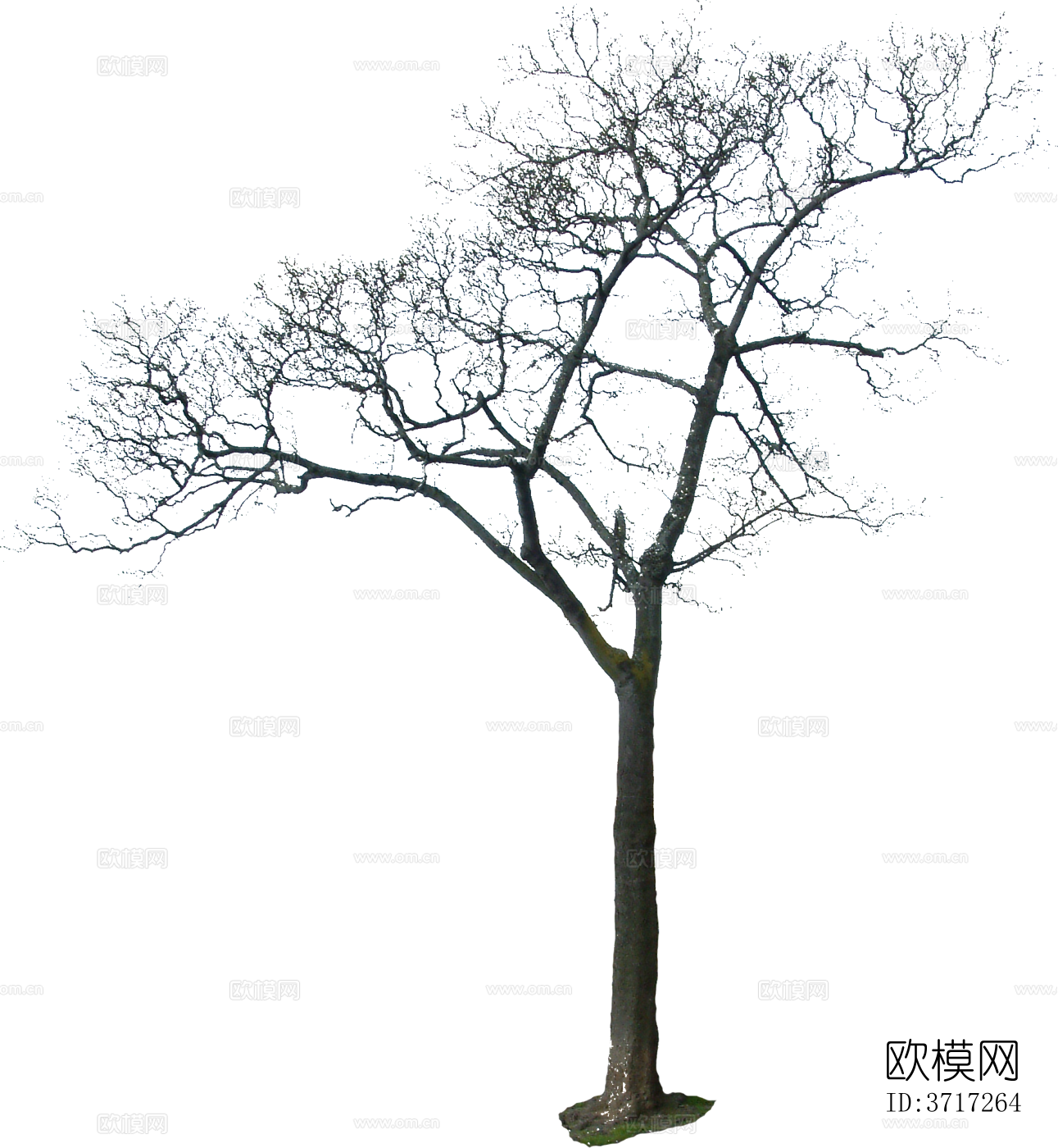 免抠冬季干枯的景观树行道树乔木植物下载