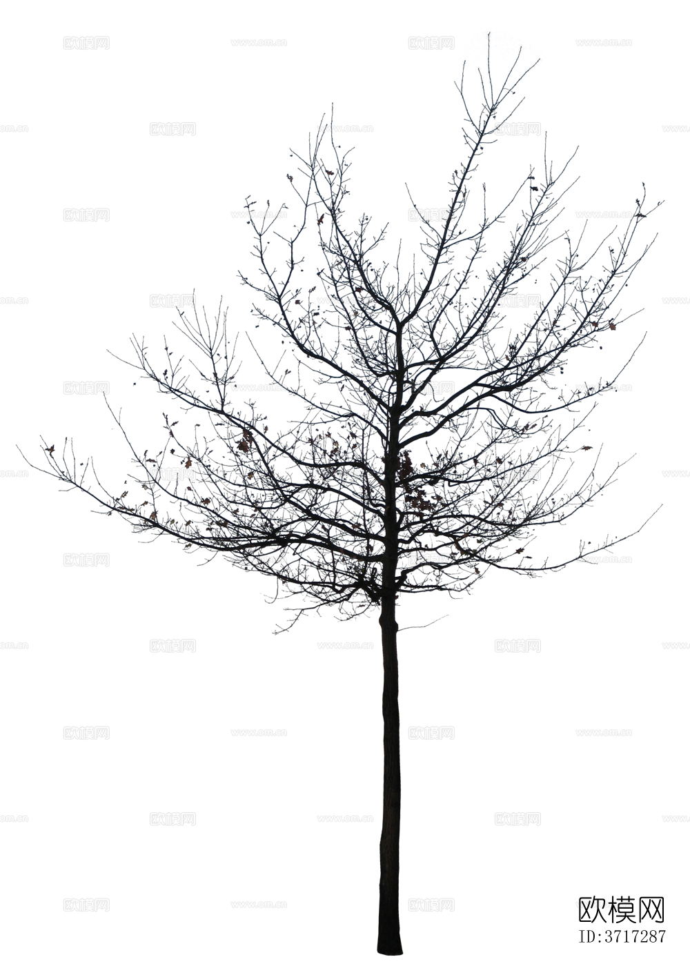 免抠冬季干枯的景观树行道树乔木植物下载