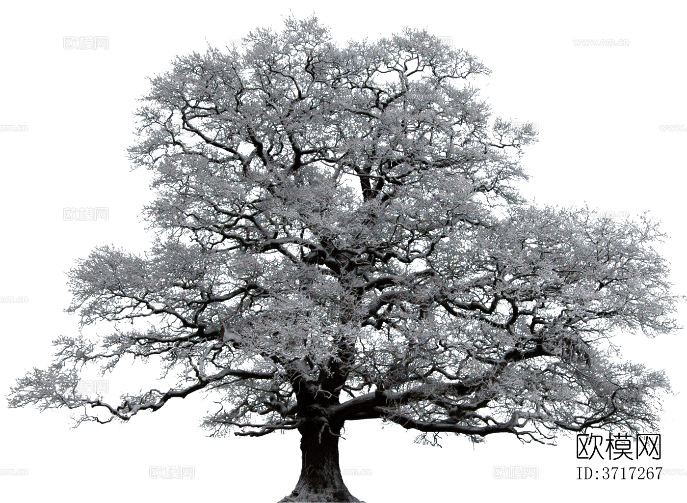 免抠冬季干枯的景观树行道树乔木植物下载