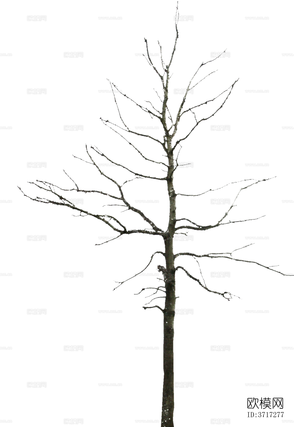 免抠冬季干枯的景观树行道树乔木植物下载