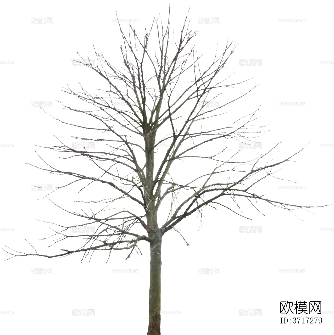 免抠冬季干枯的景观树行道树乔木植物下载