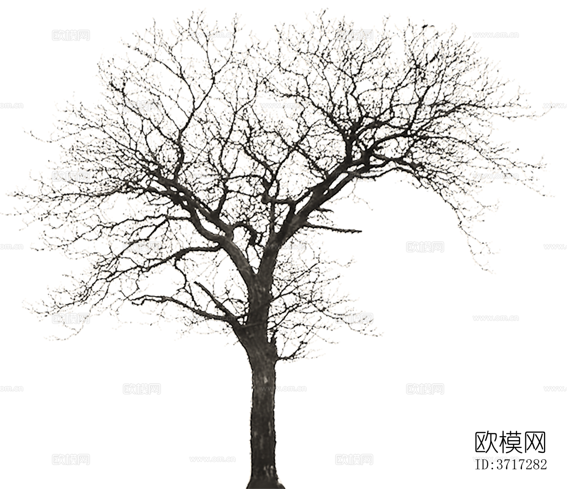 免抠冬季干枯的景观树行道树乔木植物下载