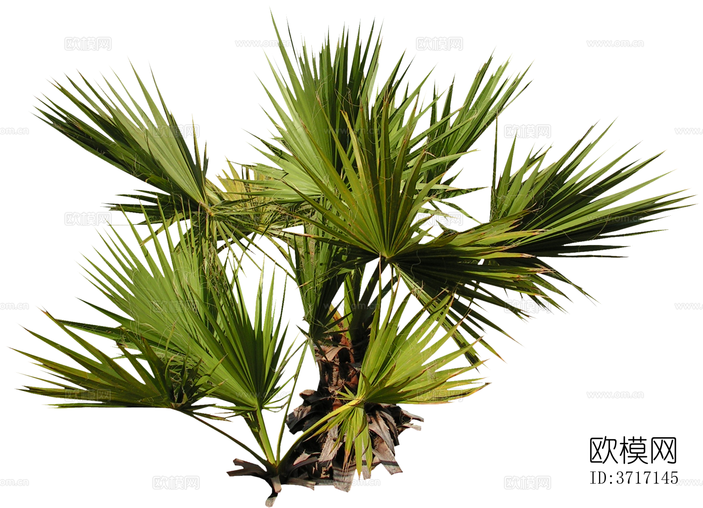 免抠棕榈树芭蕉树椰子树热带植物下载