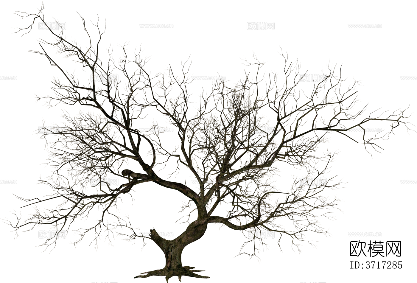 免抠冬季干枯的景观树行道树乔木植物下载
