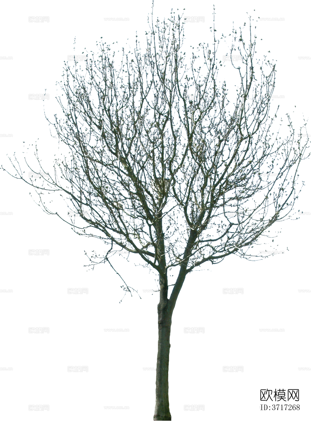 免抠冬季干枯的景观树行道树乔木植物下载