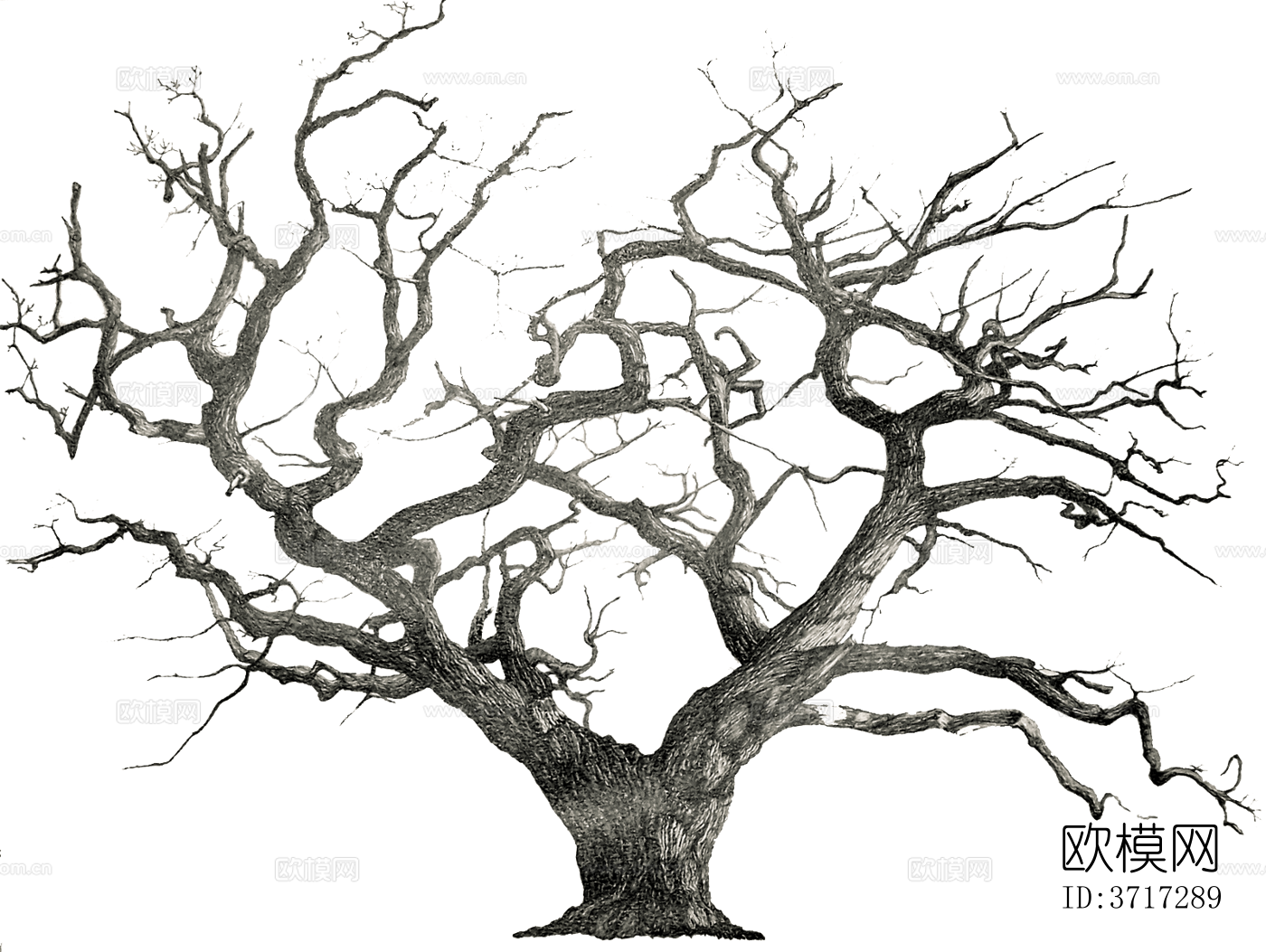 免抠冬季干枯的景观树行道树乔木植物下载