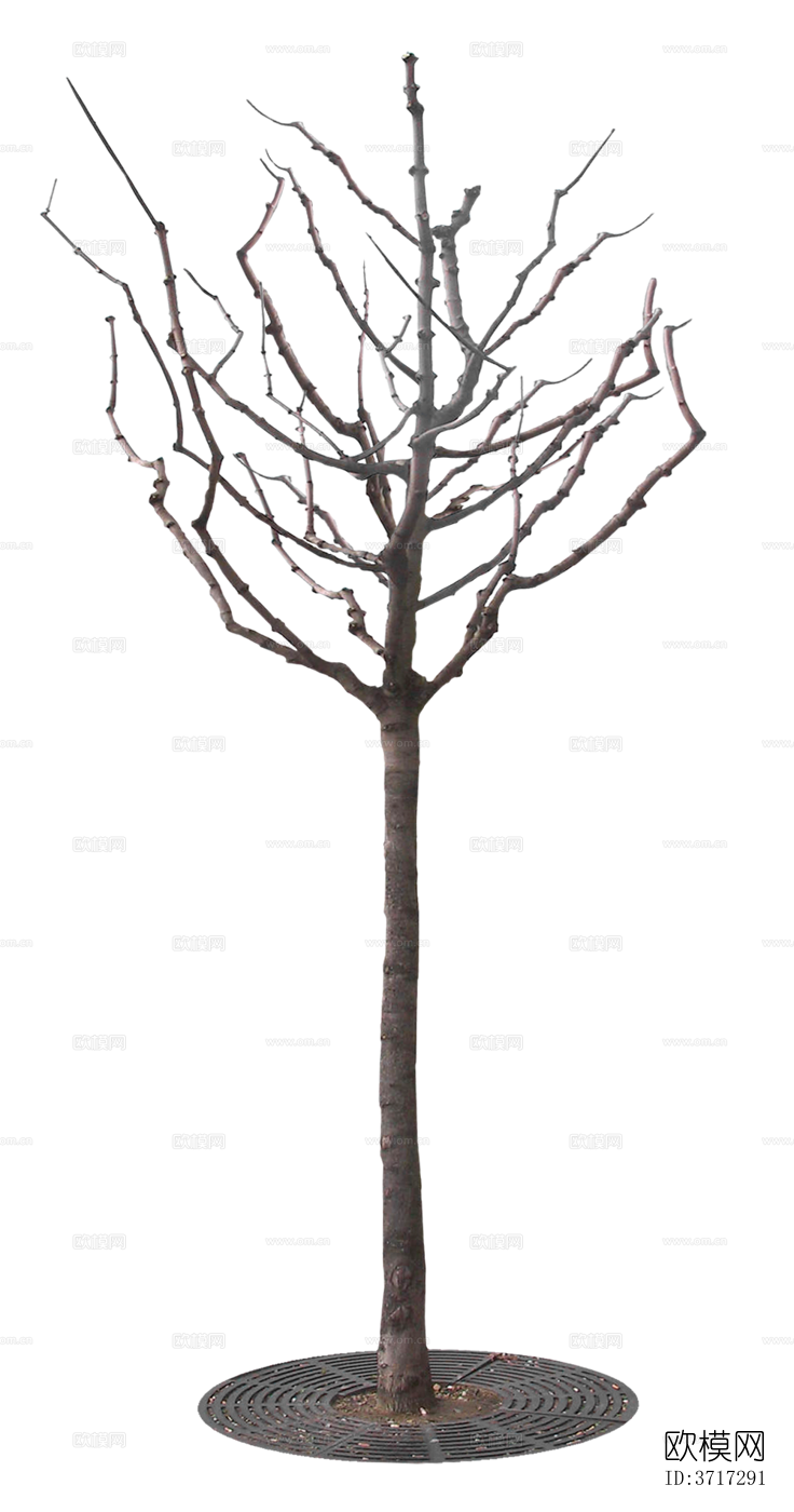 免抠冬季干枯的景观树行道树乔木植物下载