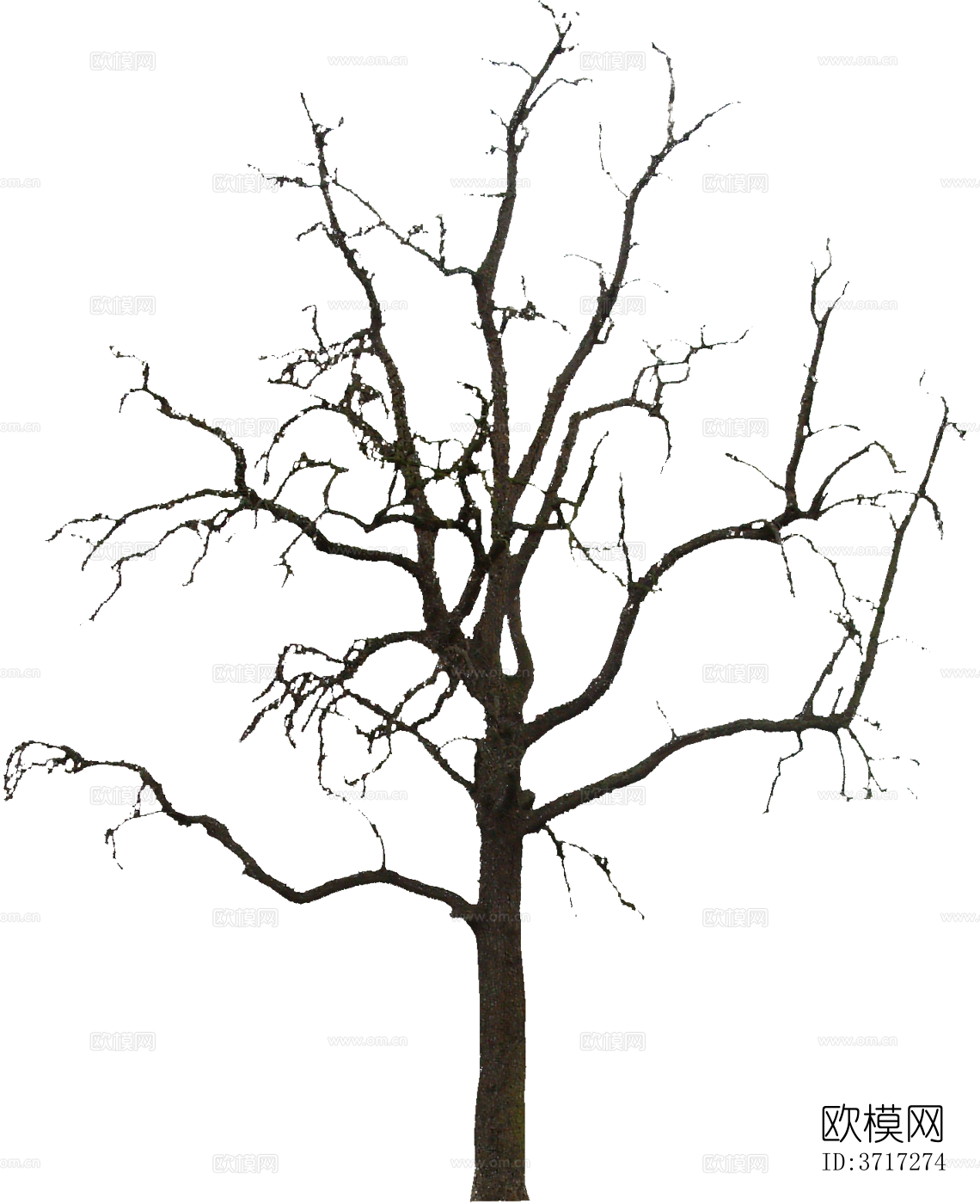 免抠冬季干枯的景观树行道树乔木植物下载