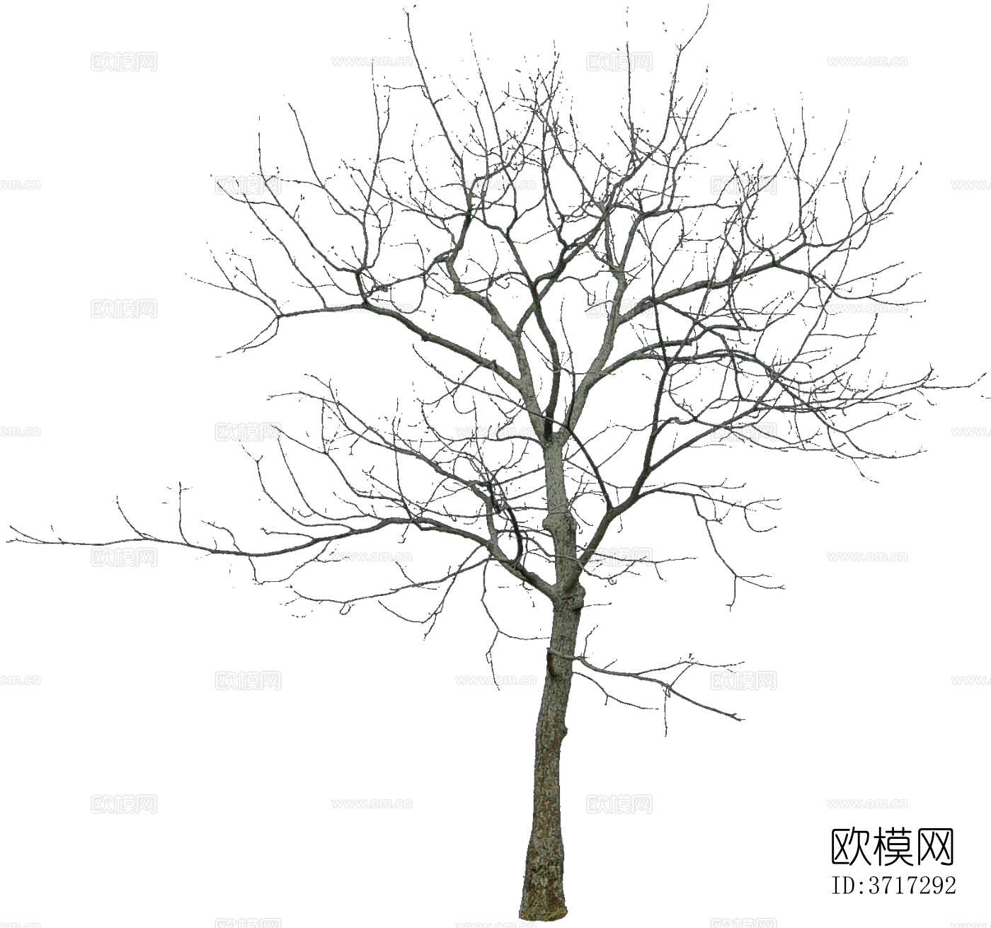 免抠冬季干枯的景观树行道树乔木植物下载