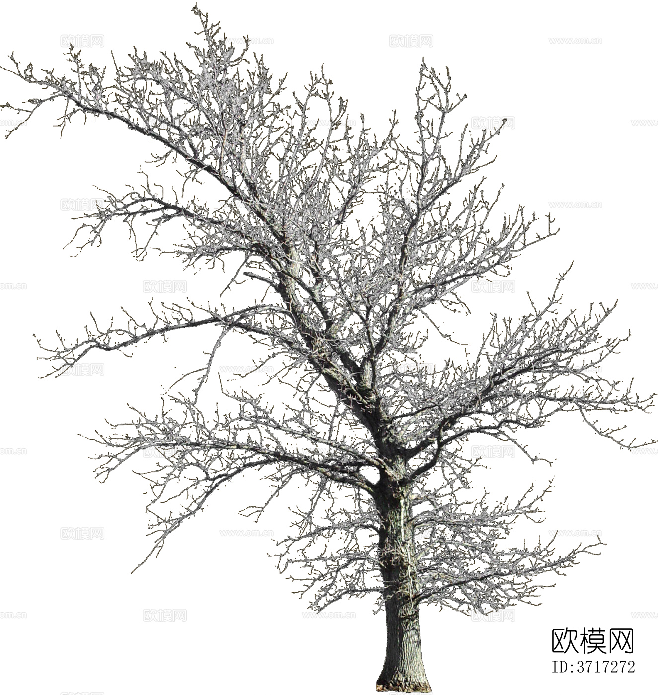 免抠冬季干枯的景观树行道树乔木植物下载