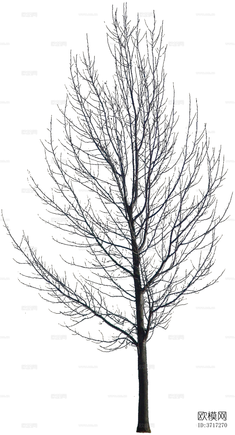免抠冬季干枯的景观树行道树乔木植物下载