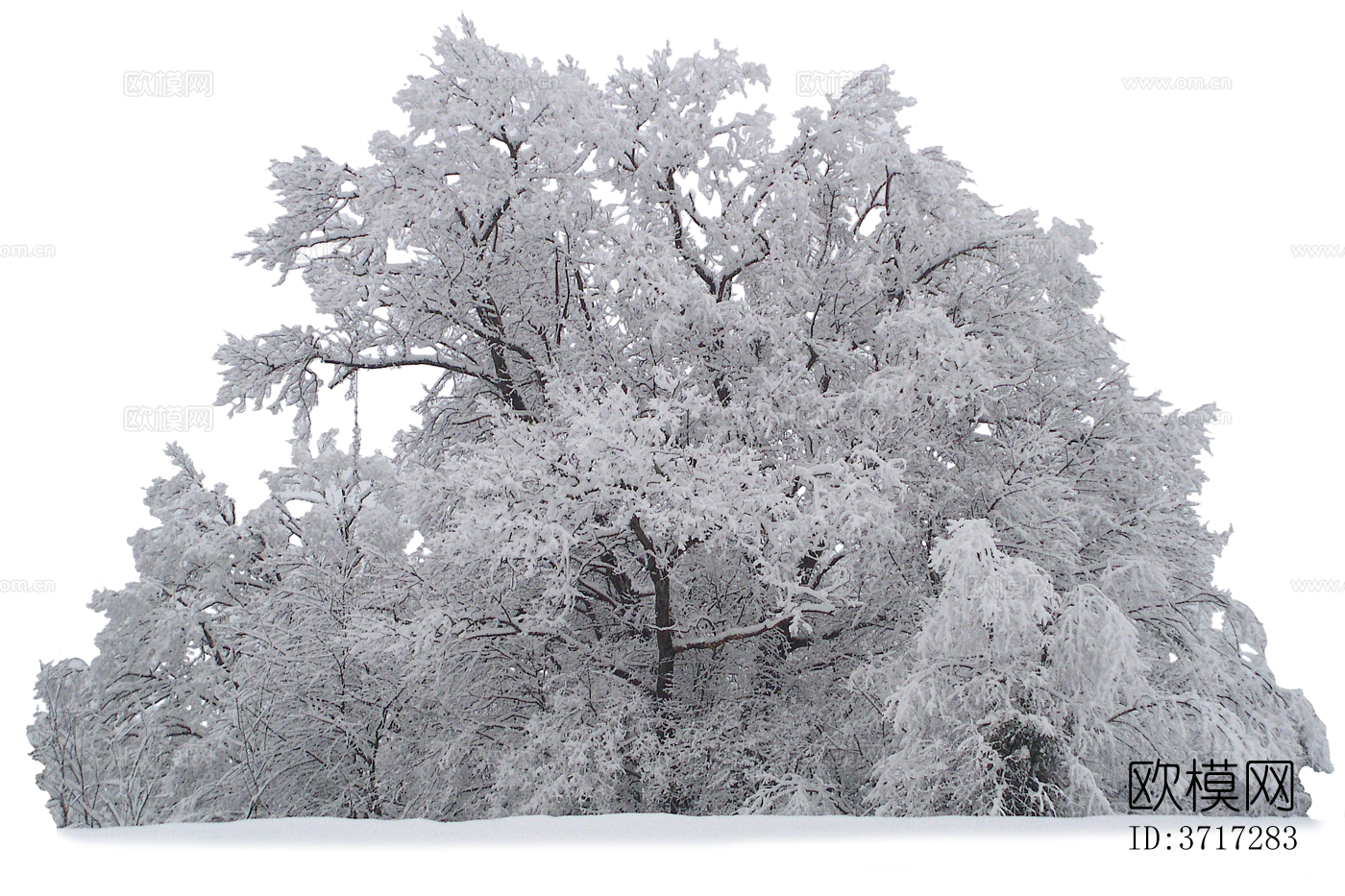 免抠冬季干枯的景观树行道树乔木植物下载
