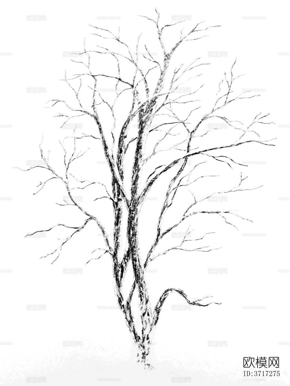 免抠冬季干枯的景观树行道树乔木植物下载