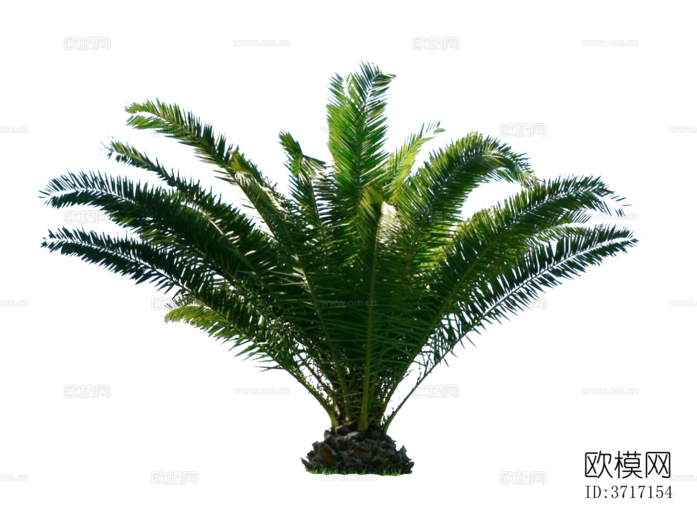 免抠棕榈树芭蕉树椰子树热带植物下载