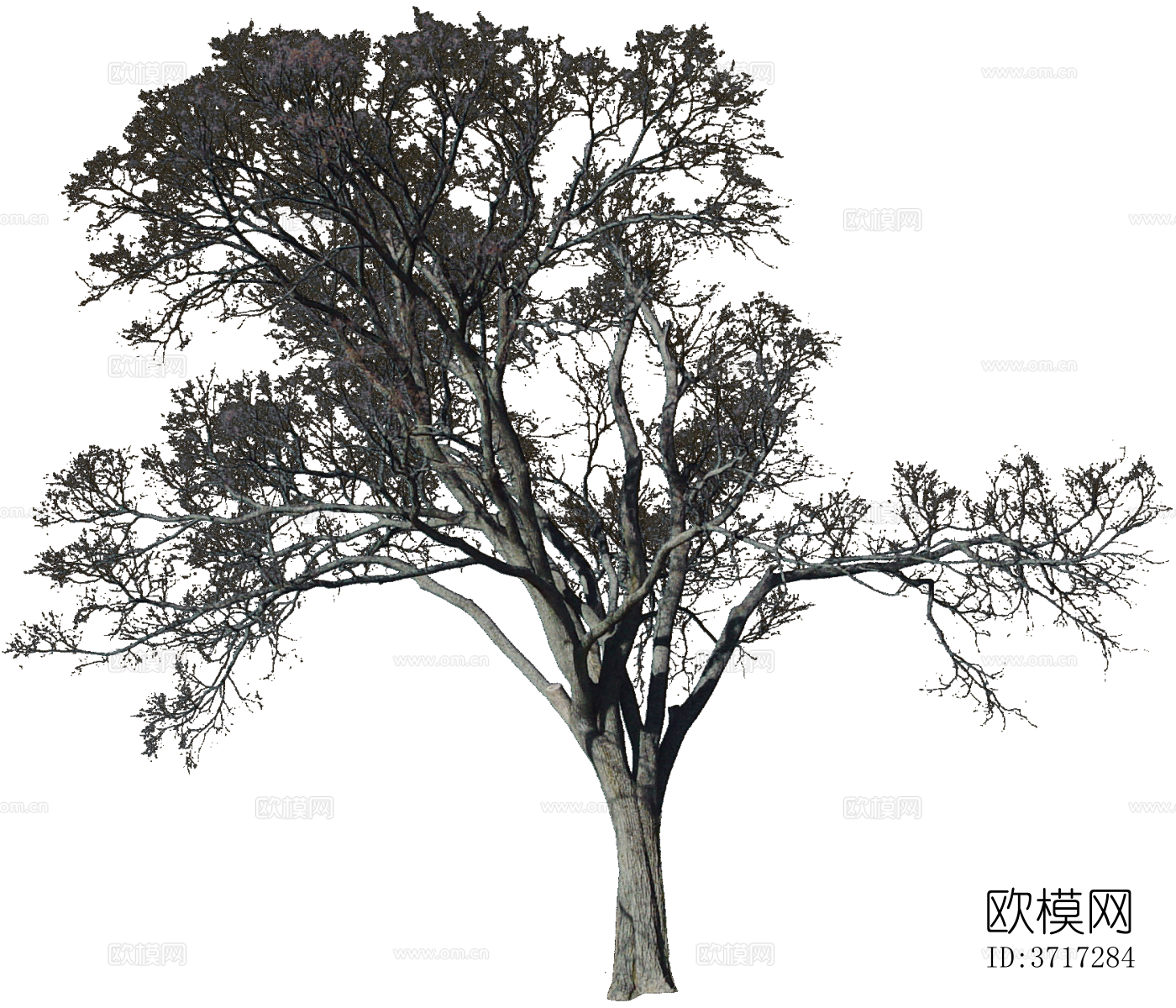 免抠冬季干枯的景观树行道树乔木植物下载