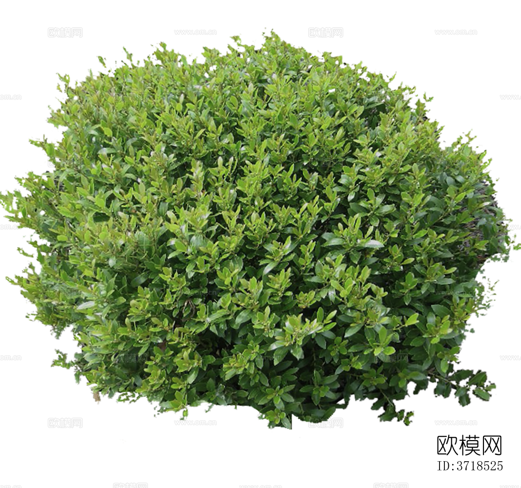 免抠景观植物灌木球下载