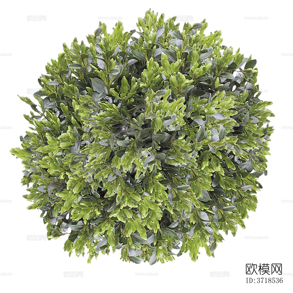 免抠景观植物灌木球下载