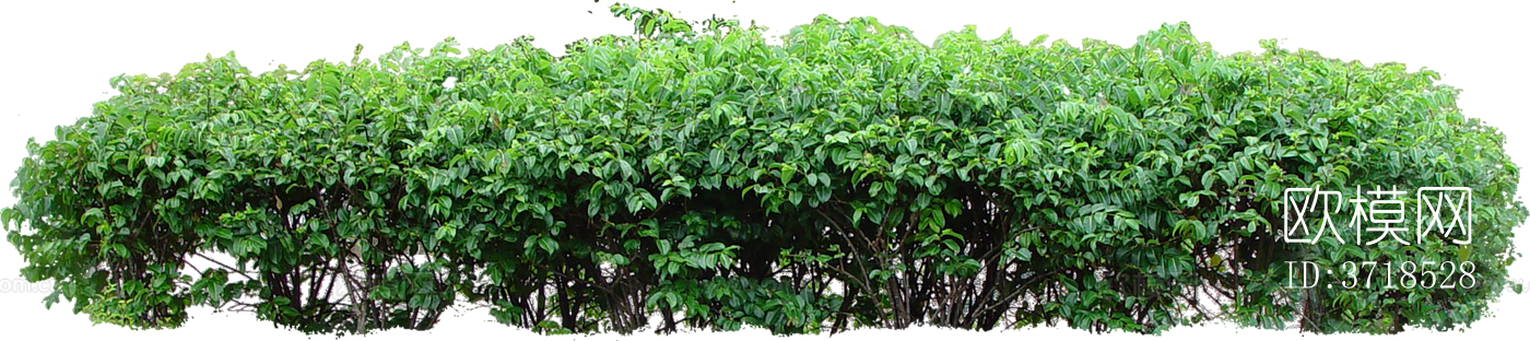 免抠景观植物灌木球下载