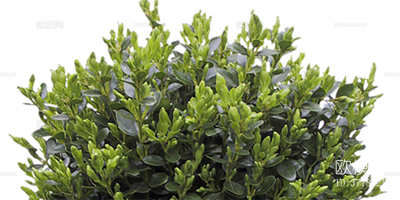 免抠景观植物灌木球下载