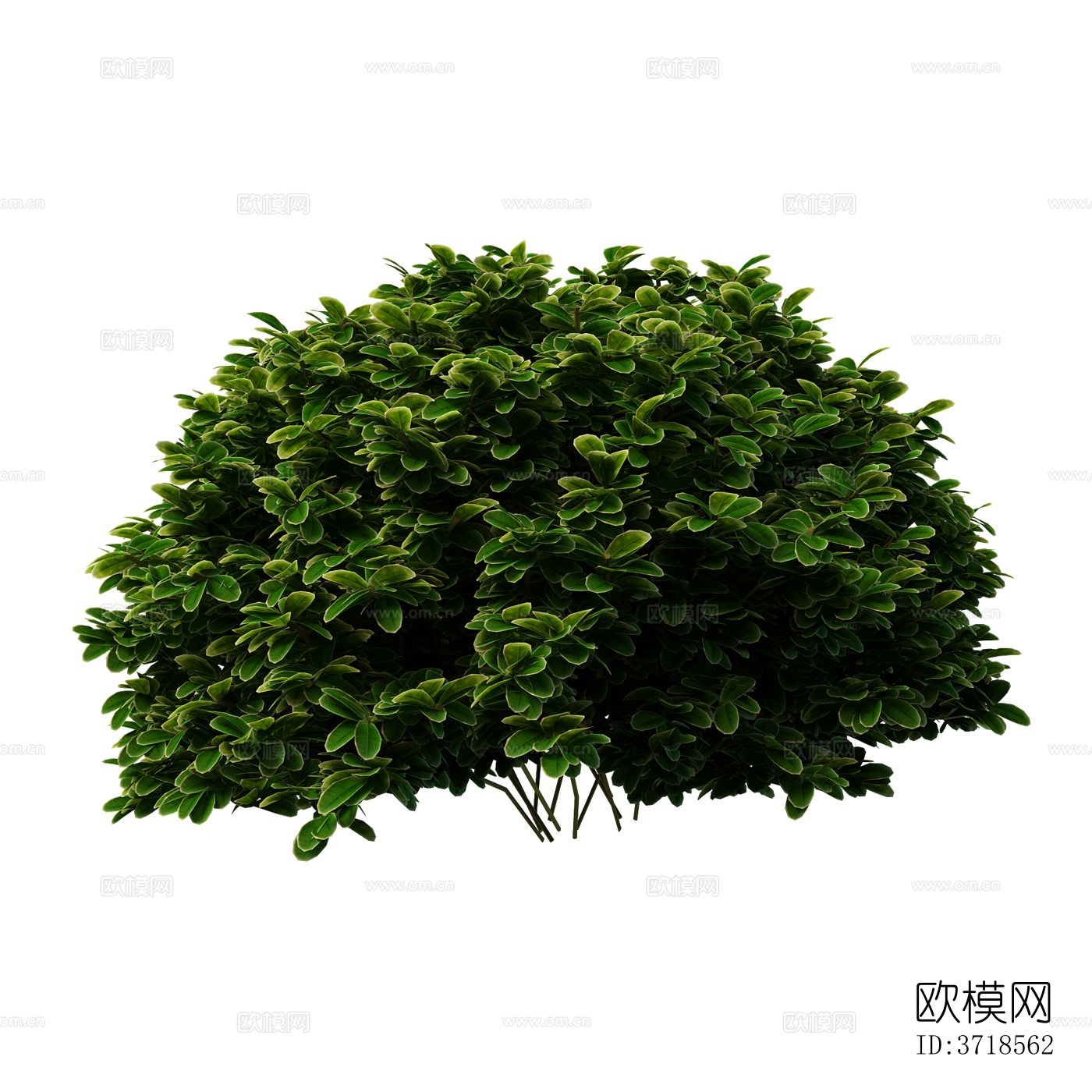 免抠景观植物灌木球下载